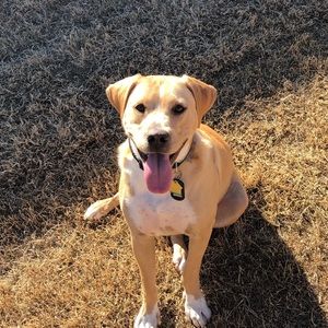 Meet your Posher, Benjamin